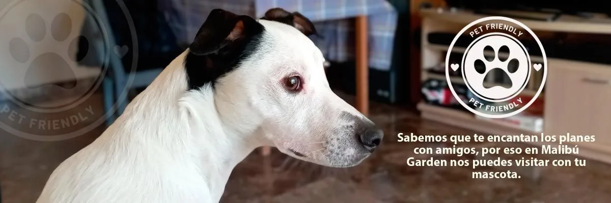 Establecimiento en Murcia Pet Friendly